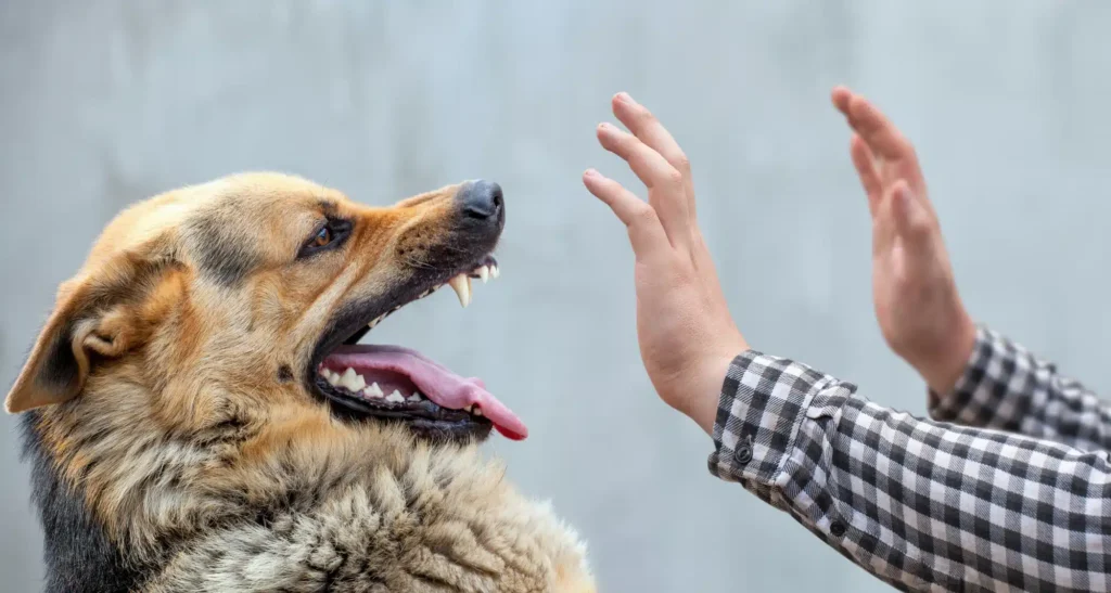 Rüyada Köpek Isırması