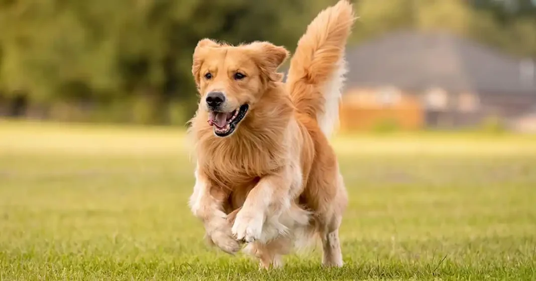 Rüyada Köpek Görmek