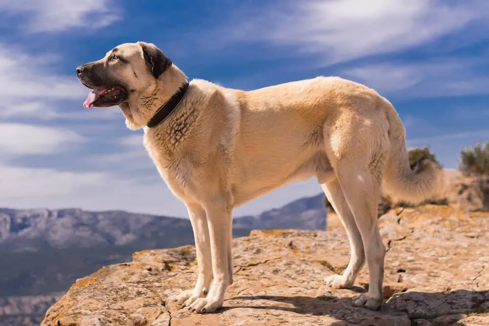 Rüyada Kangal Köpeği Görmek